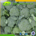 Hot Sale China Cleaning Fresh Broccoli Green With Lower Price